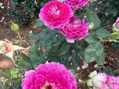 -人民公园(罗湖区)