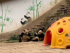 -中国大熊猫保护研究中心雅安碧峰峡基地