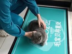 -安安宠医·臻爱宠物医院·宠保定点(营门口路分院)