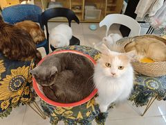 -平行世界·猫咖(首经贸店)
