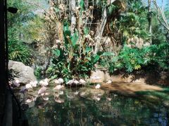 -奥兰多迪士尼动物王国乐园