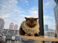 -怪兽屋·羊驼·猫咖·狗咖(俊华广场店)