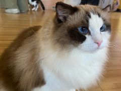 -喵小馆·猫咖狗咖猪咖·饮品店