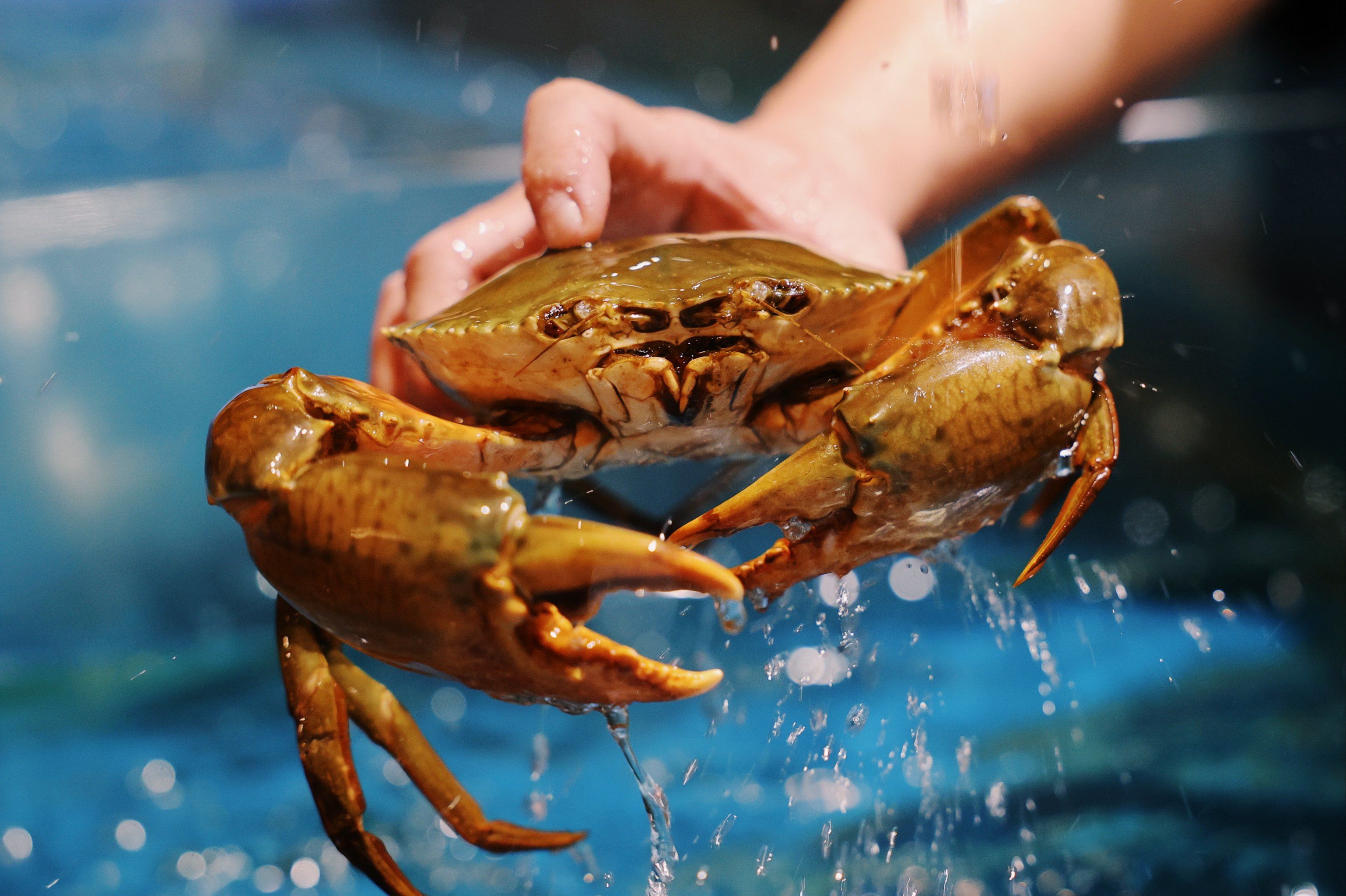 大螃蟹的魅力诱惑