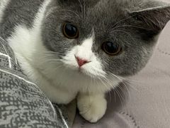 -lincat·猫舍(广州店)