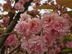 -高东镇樱花园