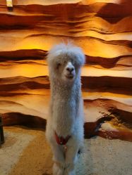 点击看大图 -酷嗒动物文化乐园(cutezoo西溪乐天城店)