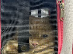 -纳吉亚猫专科动物医院(康都外科中心)