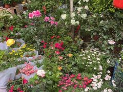 -金陵花卉交易市场