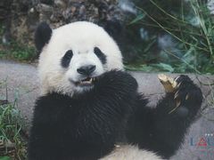 -都江堰中华大熊猫苑