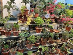 -双季花艺园艺市场(浦东店)