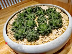 -山住茶(鲁商中心沿街店)