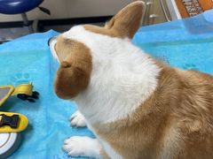 -美联众合爱康动物医院•复杂内科•肿瘤科•牙科•腔镜诊疗中心