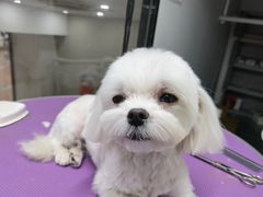 -诺诺宠屋(欧洲城店)