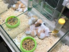 -万商花鸟市场