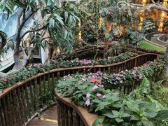 -正佳雨林生态植物园