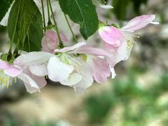 -海棠花溪(元大都城垣遗址公园)