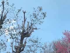 -寂照庵