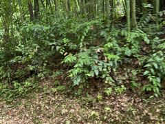 -中国大熊猫保护研究中心雅安碧峰峡基地