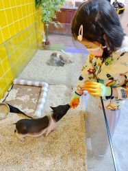 点击看大图 -神奇动物撸宠馆·羊驼·小浣熊·异宠(豫园店)