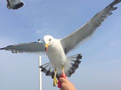 -长岛万鸟岛