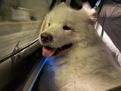 -美联众合动物医院·24h京西诊疗中心