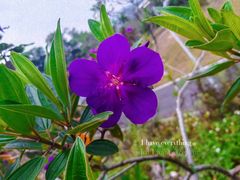 -火炉山森林公园