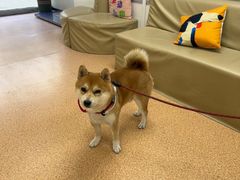 -宠颐生中康贝怡动物医院