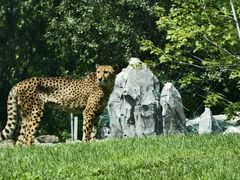 -北京野生动物园