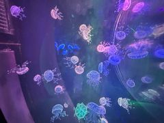 -海合安成都极地海洋公园