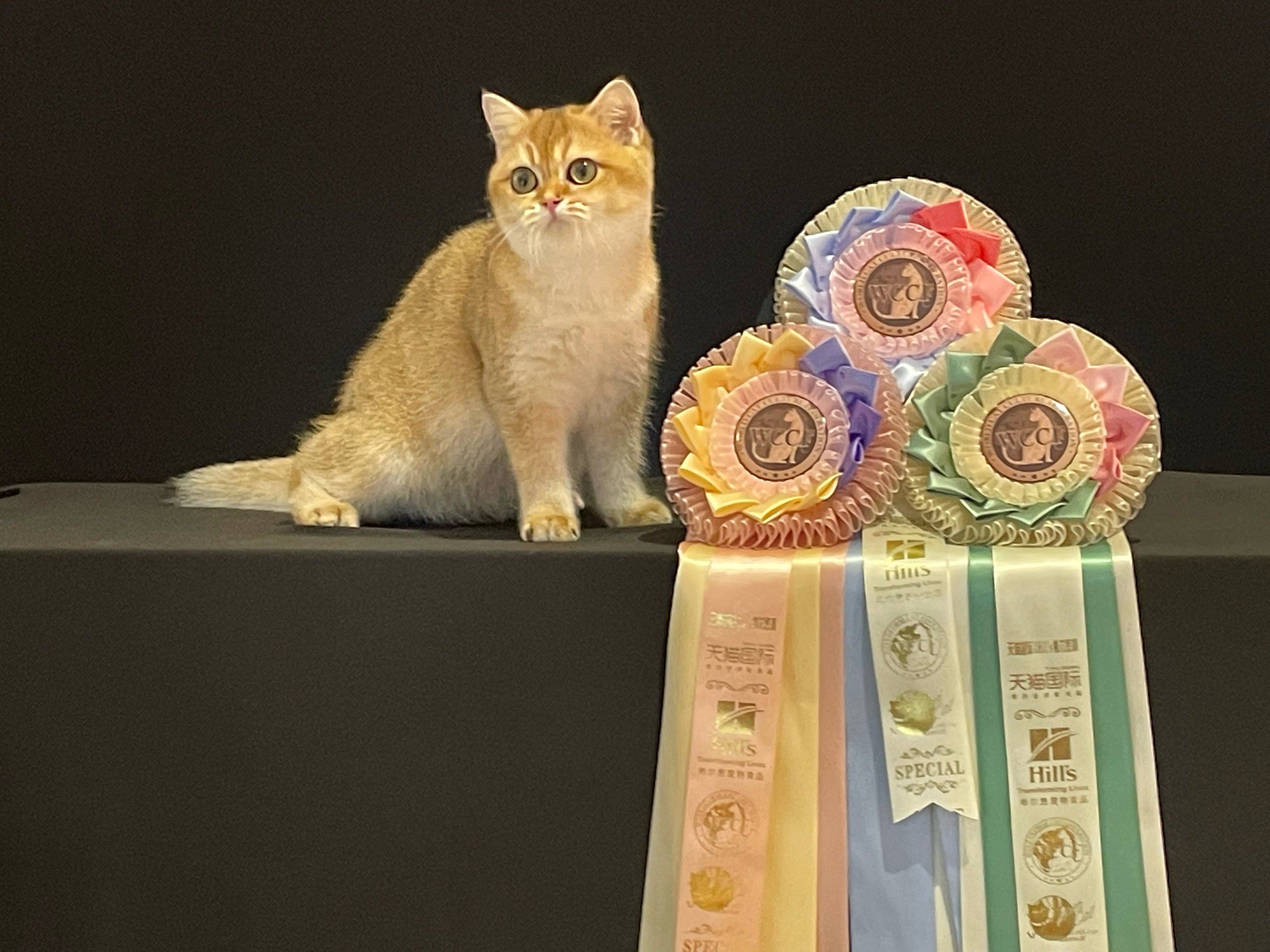 猫咪大赛得主