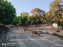 -清迈夜间动物园