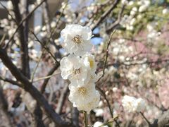 -无锡梅园公园