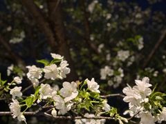 -西北湖绿化广场