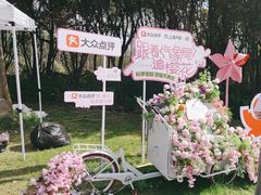 -顾村公园