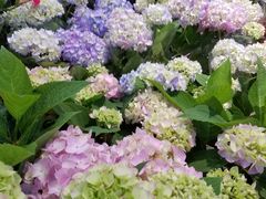 -双季花艺园艺市场(浦东店)