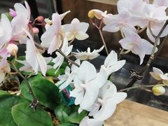 -盒马鲜生(王府广场店)