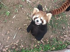 -灵玲国际马戏城