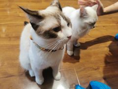 -绒爪撸猫下午茶·猫咖