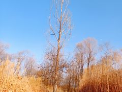 -野鸭湖国家湿地公园