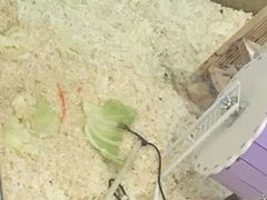 -怪兽屋·羊驼·猫咖·狗咖(俊华广场店)