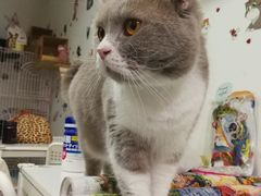-我爱猫咪·猫咖·狗咖·安哥拉兔·羊驼咖(小寨华旗店)