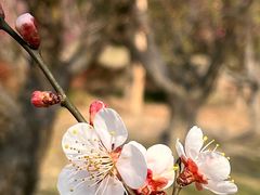 -花开海上生态园