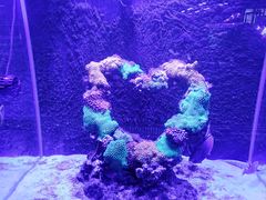 -海合安武汉极地海洋公园