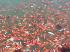 -卧龙湖