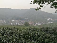 -龙井村
