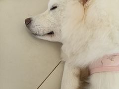 -怪兽屋·羊驼·猫咖·狗咖(俊华广场店)