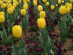 -花千代秘制烤鱼(新玛特店)