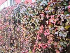 -魏家凉皮(十里河店)