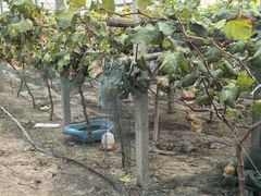 -马陆小张葡萄园农家乐